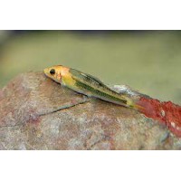 Chinese Algea Eaters Marble