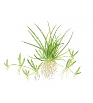 Littorella Uniflora 1-2-GROW! Littorella Uniflora 1-2-GROW!