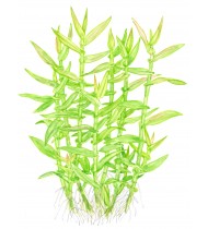 Murdannia keisak Pot