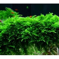 Vesicularia dubyana 'Christmas' Moss (Aquarium House Plant)