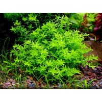 Hemianthus micranthemoides (Aquarium House Plant)