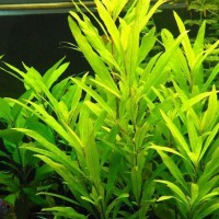 Hygrophila 'Siamensis 53B' (Aquarium House Plant)