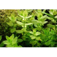 Bacopa Caroliniana (Aquarium House Plant)