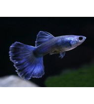 Guppy Blue Moscow Male