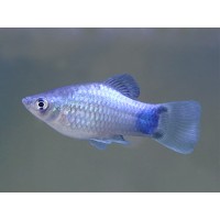 Platy Blue Mickey Mouse