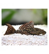 Plecostomus S