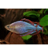 Melanotaenia Praecox