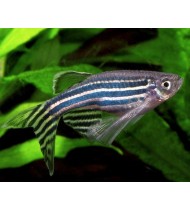 Zebra Danio Longfin