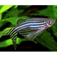 Zebra Danio Longfin