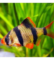 Tiger Barb
