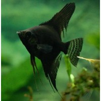 Angelfish Black