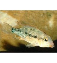 Geophagus Steindachneri