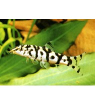 Lohachata Botia Loach