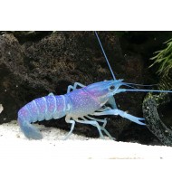Blue Crayfish Blue Crayfish
