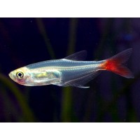 Glass bloodfin