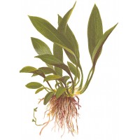 Anubias barteri var. angustifolia Pot