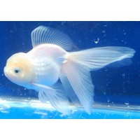 Goldfish Oranda White